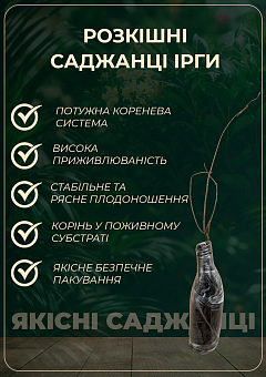 Ірга 2-річна вільхолиста "Thiessen" (укорінена в контейнері)8