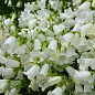 Кампанула "Jingle White"  