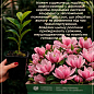 Магнолия Лекарственная "Magnolia Officinalis" 