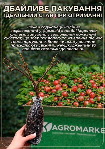 Крыжовник бесшипный "Каптиватор" (ранний срок созревания, крупноплодный сорт) - фото 3