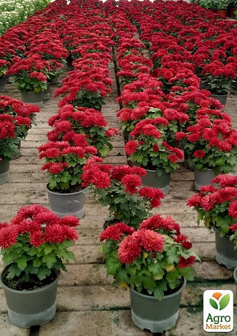 Хризантема  "Delano Red" (низкорослая крупноцветковая) - фото 2