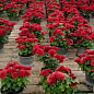 Хризантема  "Delano Red" (низкорослая крупноцветковая) купить
