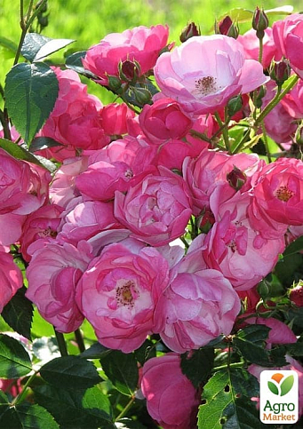 Роза флорибунда(мускусная) "Angela" (саженец класса АА+) высший сорт