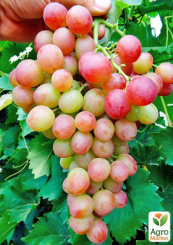 Вегетирующий саженец винограда "Ливия"