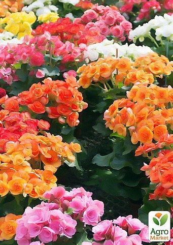 Каланхое мікс "Kalanchoe blos. Calandiva mixed" дм 19 см вис. 25 см