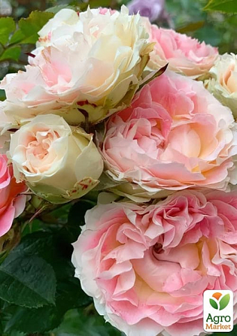 Роза плетистая "Cesar" (саженец класса АА+) высший сорт - фото 2