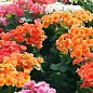 Каланхое мікс "Kalanchoe blos. Calandiva mixed" дм 19 см вис. 25 см