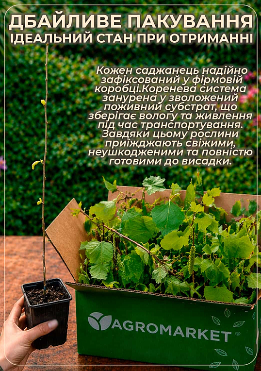 Береза повислая "Purpurea" С5 высота 60-100см
