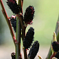 Ива тонкостолбиковая черная "Меланостахис" (Salix gracilistyla "Melanostachys") высота 25-40см