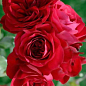 Троянда плетиста "Нахеглут" (саджанець класу АА +) вищий сорт цена