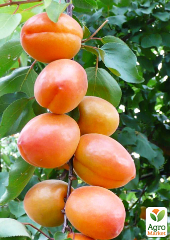 Абрикос "Вондер Кот" (летний сорт, ранний срок созревания) - фото 4