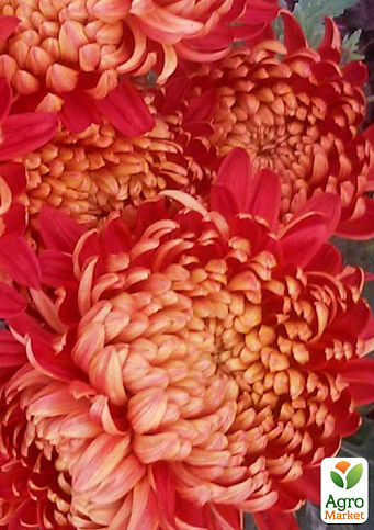Хризантема  "Richelieu" (низкорослая крупноцветковая)