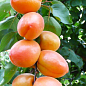 Абрикос "Вондер Кот" (летний сорт, ранний срок созревания)