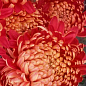 Хризантема  "Richelieu" (низкорослая крупноцветковая)