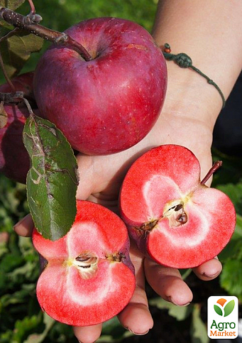 Яблуня червоном'яса "Одіссо" (літній сорт, середній термін дозрівання)