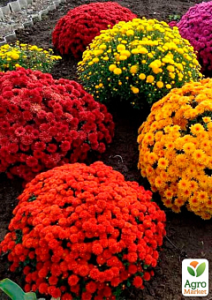 Хризантема мультифлора 2 кольори "Bicolor" (підвісний вазон Ø23 висота 30-50см)6