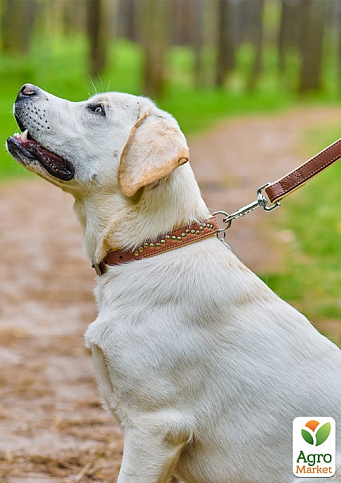Ошейник для собак кожаный WAUDOG Soft с QR паспортом, металлические украшения, Ш 25 мм, Длинна 38-49 см (7207) - фото 3