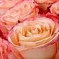 Троянда чайно-гібридна "Duett®" (саджанець класу АА +) вищий сорт