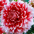 Георгина "Red and White Fubuki"