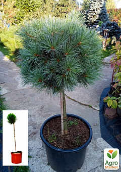 Сосна на штамбі "Хагоромо сідлінг" (Pinus parviflora "Hagoromo Seedling") С2, висота від 30-50см1