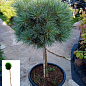 Сосна на штамбе "Хагоромо сидлинг" (Pinus parviflora "Hagoromo Seedling") С2, высота от 30-50см