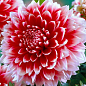 Жоржина "Red and White Fubuki"