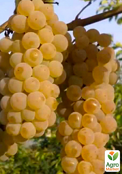 Ексклюзив! Виноград жовтувато-зелений з коричневим загаром "Челентано" (Celentano) (преміальний соковитий винний сорт)2