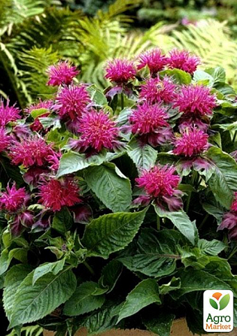 Бергамот (Монарда)  "Pink Lace"
