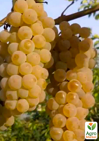 Ексклюзив! Виноград жовтувато-зелений з коричневим загаром "Челентано" (Celentano) (преміальний соковитий винний сорт)