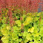 Гейхера (Heuchera) "Northern Exposure Lime" С1 (высота 15-30см)