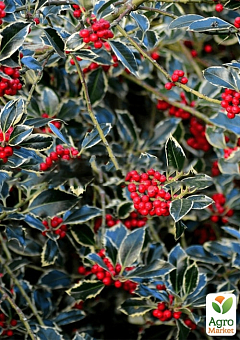 Падуб Остролистный 2-х летний "Argentea Marginata"(С1.5, высота 20-40см)14
