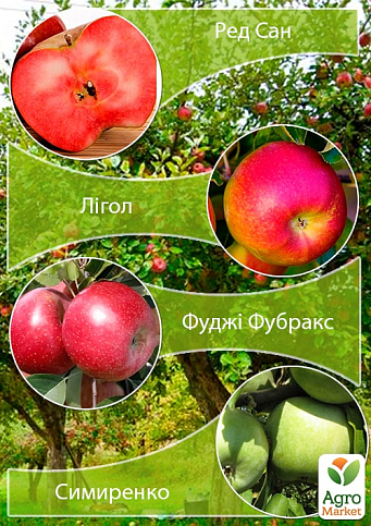Дерево-сад Яблуня "Ред Сан+Лігол+Фуджі Фубракс+Симиренко"