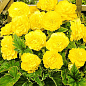 Бегонія махрова "Жовта" 1 шт
