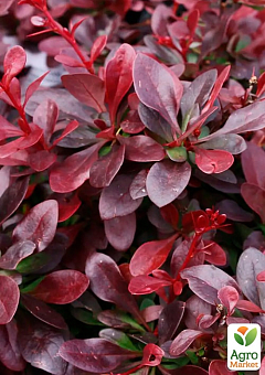 Барбарис Тунберга 3-х летний "Atropurpurea Nana" С3, высота саженца от 25см24