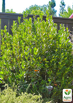 LMTD Лавр вічнозелений пишний кущ 6-ти річний "Laurus nobilis" (висота 80-120см)8