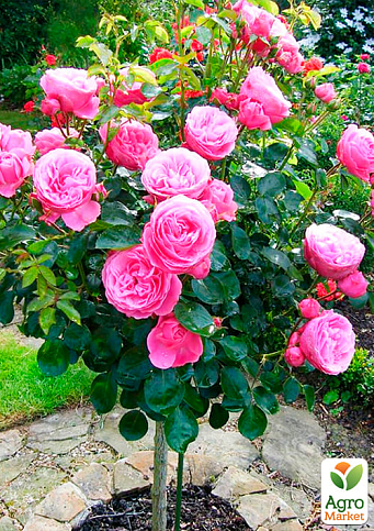 Роза штамбовая "Леонардо да Винчи" (саженец класса АА+) высший сорт - фото 2