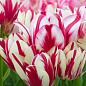 Тюльпан "Candy club" (многоцветковый)