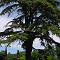 Кедр Ливанский (Cedrus libani) С1,5, высота 30-40 см цена