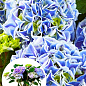 LMTD Гортензія великолистна квітуча 3-річна "Saxon Candy Heart Blue" (30-40см)