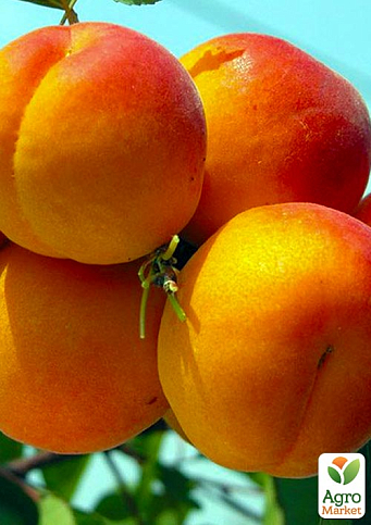 Абрикос "Красень Киева" (летний сорт, поздний срок созревания)
