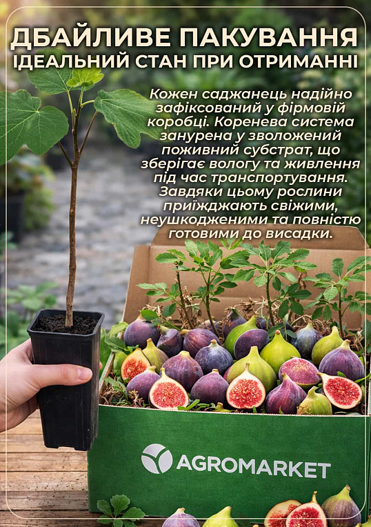 Инжир "Брожиотто Неро" саженец 2 года (ремонтантный, крупноплодный сорт, средний срок созревания)
