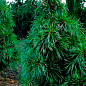 Сосна "Корейский кедр" (Pinus koraiensis) горшок P9 купить