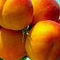 Абрикос "Красень Киева" (летний сорт, поздний срок созревания)
