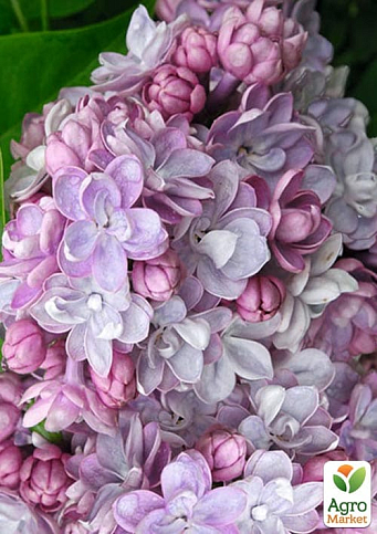 Бузок махровий "Пам'ять про Вавилова" (один з ранніх і запашних сортів) - фото 7