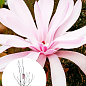 LMTD Магнолия "Stellata Rosea" 5-и летняя (высота 90-110см)