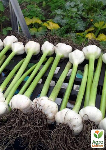 Эксклюзив! Луко-чеснок  "Царская Корона" (Tsar`s crown) (премиальный крупный сорт, воздушные семена)  - фото 5