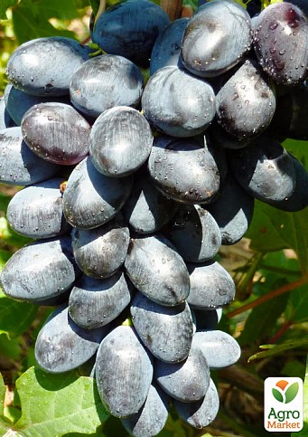 Виноград "Чорний Ворон" (надранній морозостійкий сорт із фруктовими нотками)
