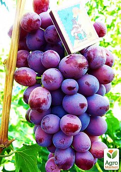 Виноград "Нінель" (середньо-ранній термін дозрівання, грона дуже великі масою до 1500г)2