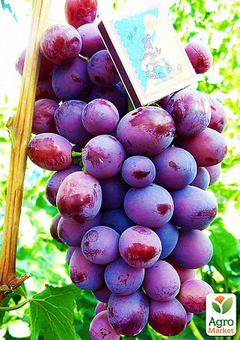 Виноград "Нинель" (средне-ранний срок созревания, грозди очень крупные массой до 1500г)