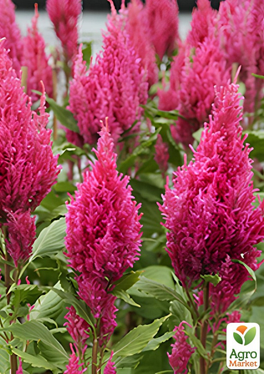 Целозия серебристая Sunday "Pink Dark"